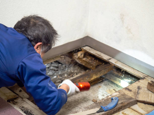 Best Mold Removal Process  in Candlewick Lake, IL