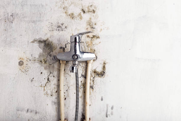 Best Home Mold Removal  in Candlewick Lake, IL
