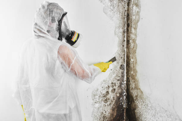 Certified Mold Removal in Candlewick Lake, IL