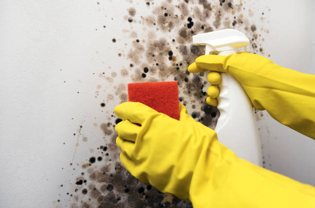 Mold Removal Process in Candlewick Lake, IL