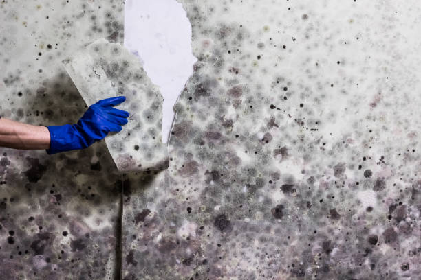 Mold Removal and Inspection in Candlewick Lake, IL