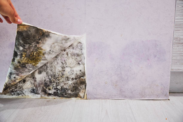 Best Mold Damage Repair  in Candlewick Lake, IL